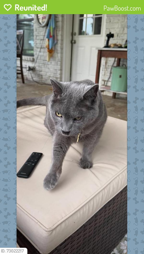 Reunited Male Cat last seen Waketon & Wildwood Drive, Flower Mound, TX 75028