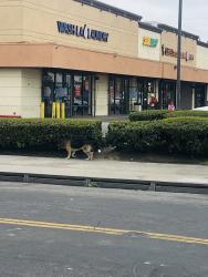 Found/Stray Male Dog last seen Avalon and 104th , Los Angeles, CA 90003