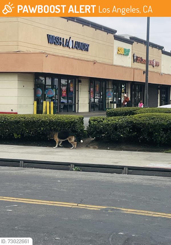 Found/Stray Male Dog last seen Avalon and 104th , Los Angeles, CA 90003