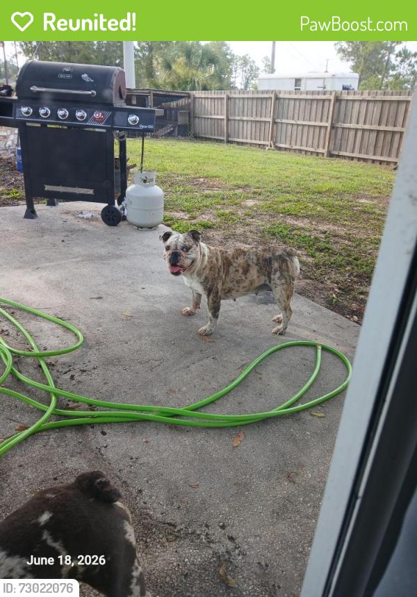 Reunited Female Dog last seen Jupiter malabar, Palm Bay, FL 32907