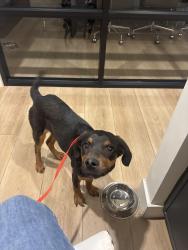Found/Stray Male Dog last seen Bline highway, Mesa, AZ 85201