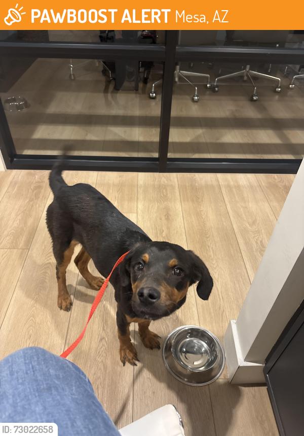 Found/Stray Male Dog last seen Bline highway, Mesa, AZ 85201