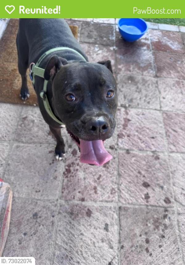 Reunited Male Dog last seen Mohawk drive and central ave , Phoenix, AZ 85027