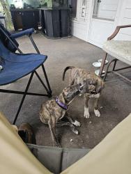 Found/Stray Unknown Dog last seen Ozark ave and New hope rd, Gastonia, NC 28054