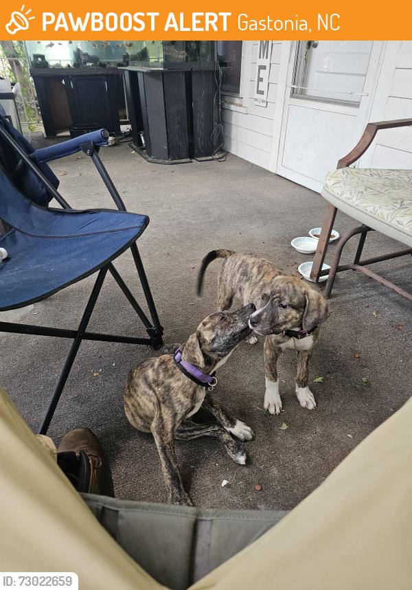 Found/Stray Unknown Dog last seen Ozark ave and New hope rd, Gastonia, NC 28054