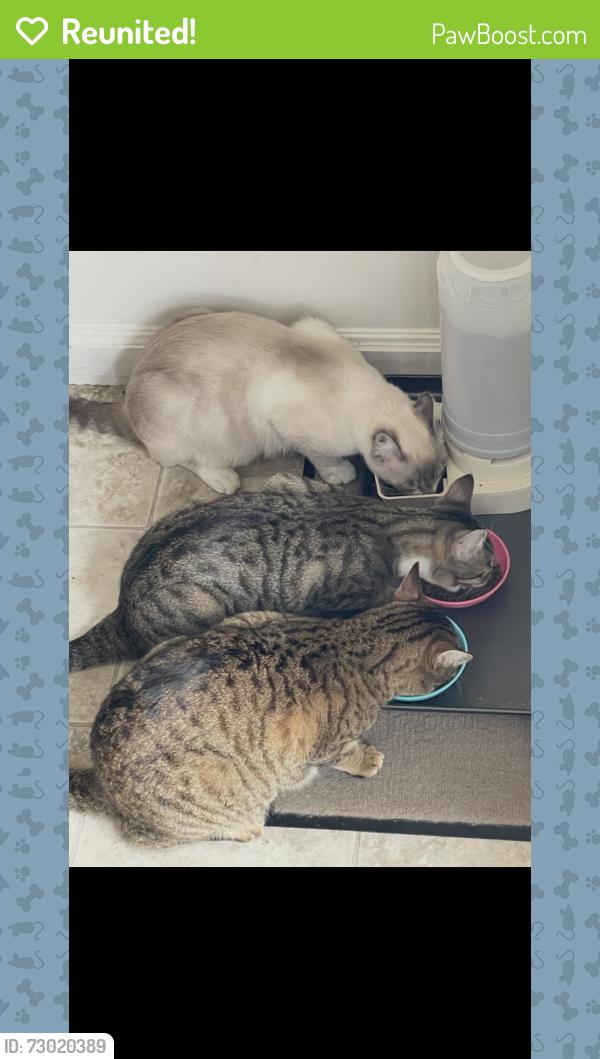 Reunited Male Cat last seen Edgewood and Bishop off State St. Eagle, Eagle, ID 83616