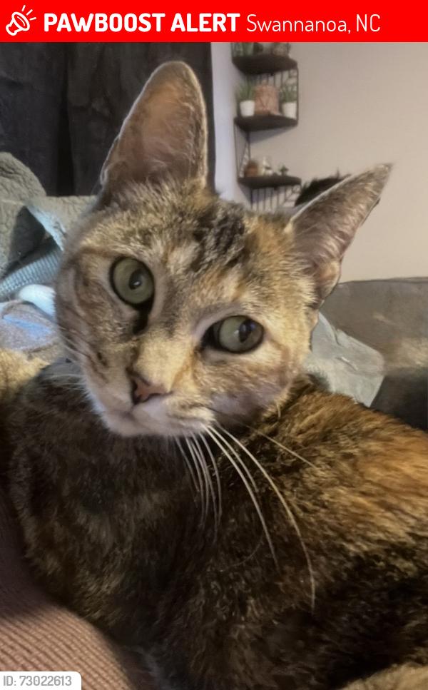 Lost Female Cat last seen Bee Tree community , Swannanoa, NC 28778