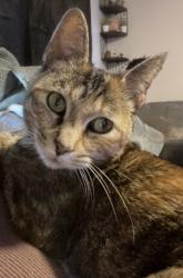 Lost Female Cat last seen Bee Tree community , Swannanoa, NC 28778