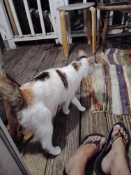Found/Stray Female Cat last seen 17th and Castler, Wilmington, NC 28401