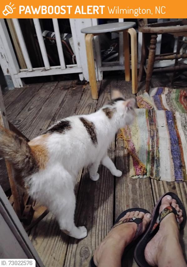 Found/Stray Female Cat last seen 17th and Castler, Wilmington, NC 28401