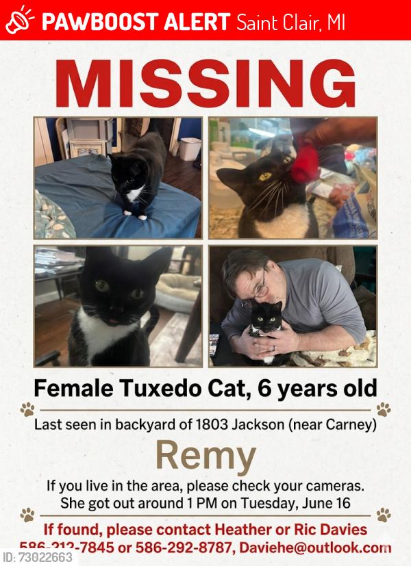 Lost Female Cat last seen Jackson & Carney, Saint Clair, MI 48079