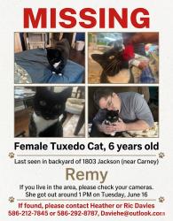 Lost Female Cat last seen Jackson & Carney, Saint Clair, MI 48079
