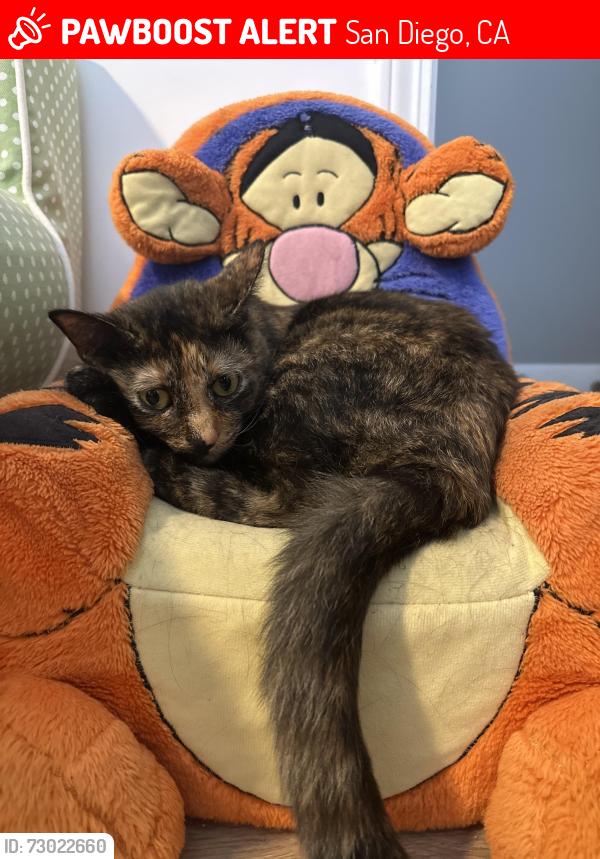 Lost Female Cat last seen Maisel way, San Diego, CA 92115