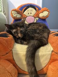Lost Female Cat last seen Maisel way, San Diego, CA 92115