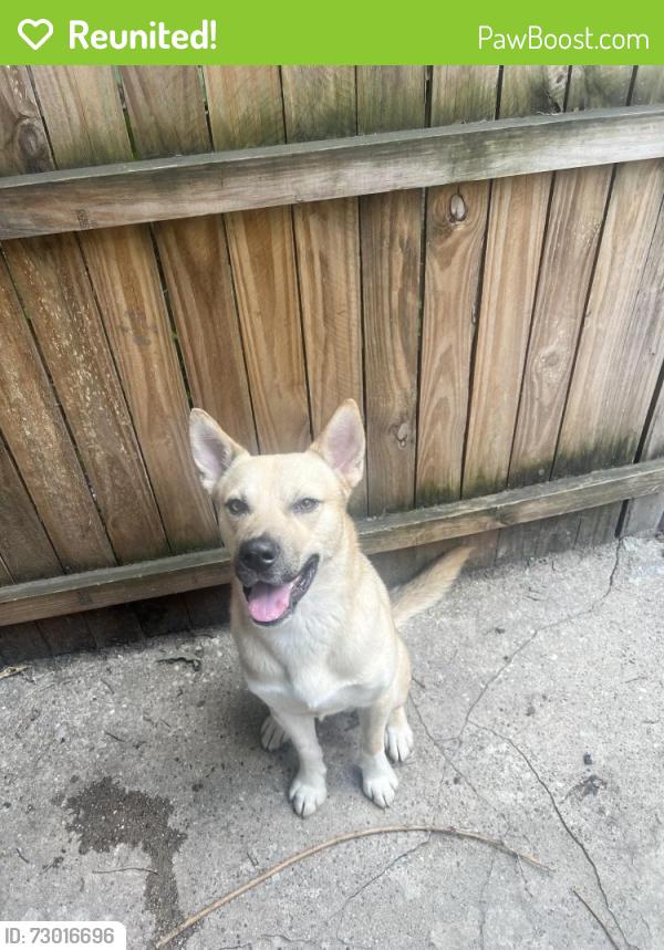 Reunited Male Dog last seen Near Cecil b Moore ave, Philadelphia, PA 19121