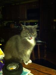 Reunited Female Cat last seen Behind village of goshen P.D., Goshen, NY 10924