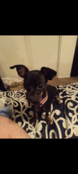 Lost Female Dog last seen Euclid and Mission, Ontario, CA 91762