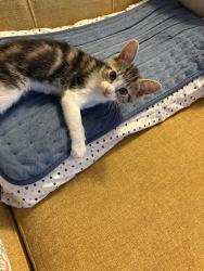 Found/Stray Unknown Cat last seen Near W Lake Houston Pkwy C, Houston, TX 77044, Houston, TX 77044