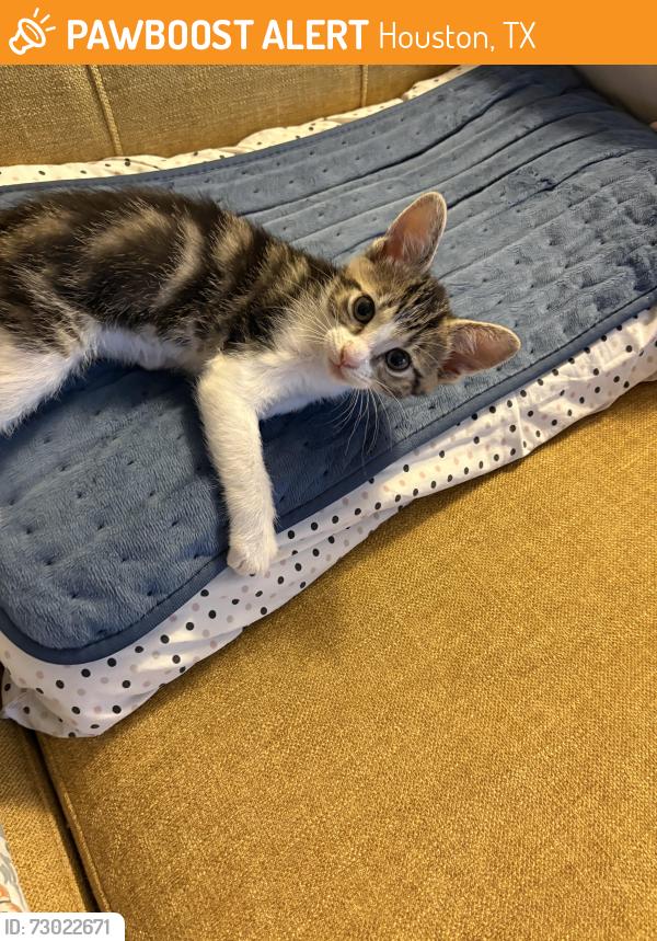 Found/Stray Unknown Cat last seen Near W Lake Houston Pkwy C, Houston, TX 77044, Houston, TX 77044