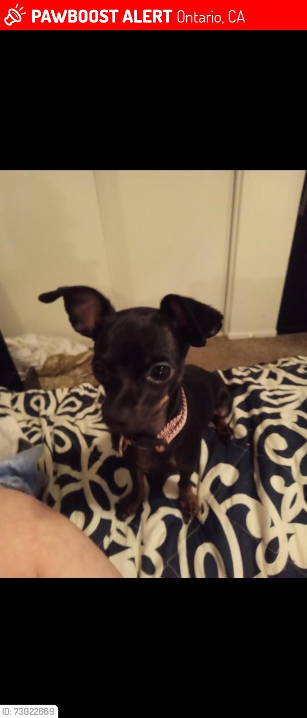 Lost Female Dog last seen Euclid and Mission, Ontario, CA 91762