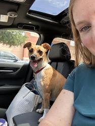 Reunited Female Dog last seen In parking lot of Dr. Dang’s office, Arlington, TX 76015