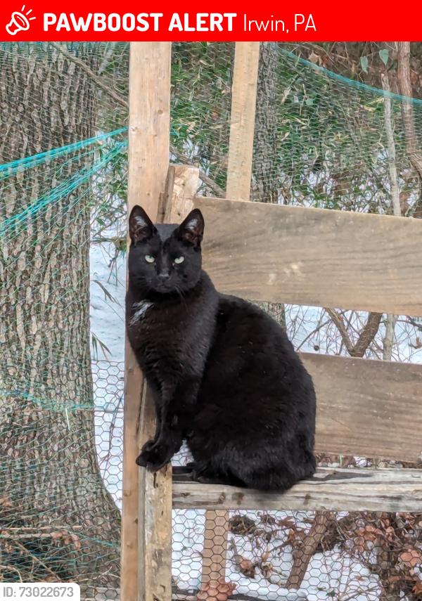 Lost Male Cat last seen Pennsylvania Av, Main Street, Irwin, PA 15642