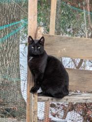Lost Male Cat last seen Pennsylvania Av, Main Street, Irwin, PA 15642