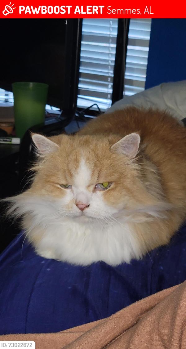 Lost Male Cat last seen Stop sign at North Way and Easy Way Dr, Semmes, AL 36575
