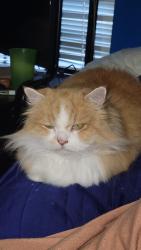 Lost Male Cat last seen Stop sign at North Way and Easy Way Dr, Semmes, AL 36575