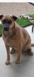 Reunited Female Dog last seen Emerald Heights area , close to Rojas , Garden Ridge ,Emerald Pass, Eastlake, El Paso County, TX 79928