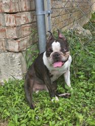 Found/Stray Male Dog last seen Life ave., Dallas, TX 75212