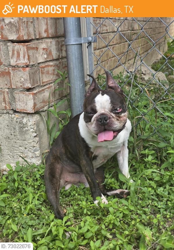 Found/Stray Male Dog last seen Life ave., Dallas, TX 75212