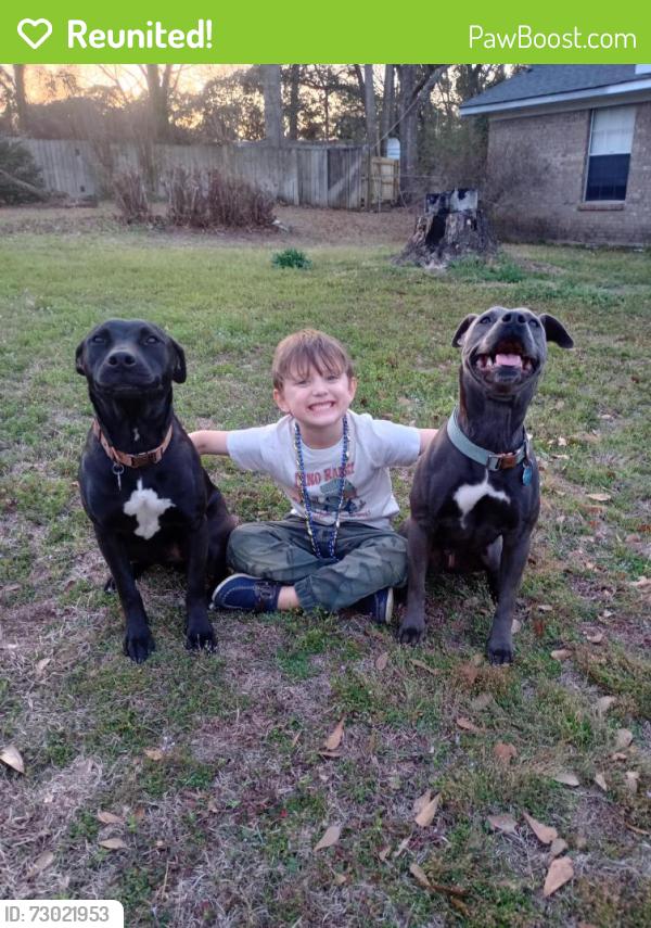 Reunited Female Dog last seen Old Pascagoula and Mcdonald Road, Cedar Grove, AL 36582
