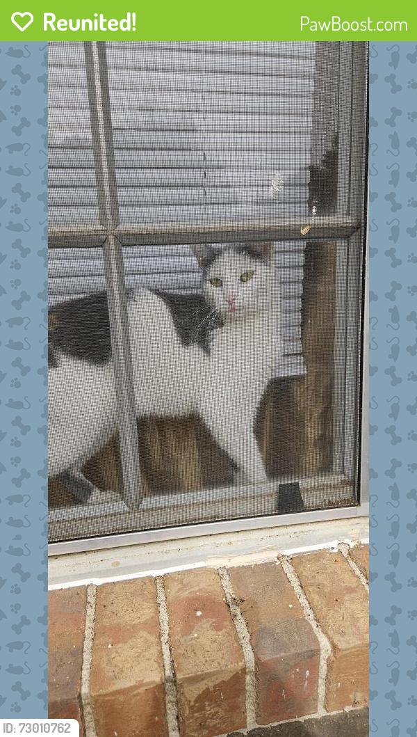Reunited Female Cat last seen Stratford Arms Apts , Riverdale, GA 30274