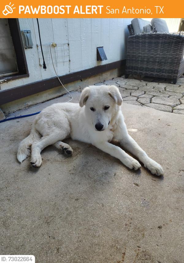 Found/Stray Female Dog last seen Gambler rd. San Antonio Tx 78219, San Antonio, TX 78219
