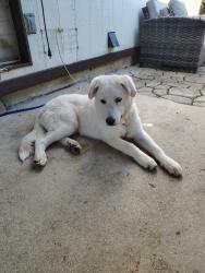 Found/Stray Female Dog last seen Gambler rd. San Antonio Tx 78219, San Antonio, TX 78219