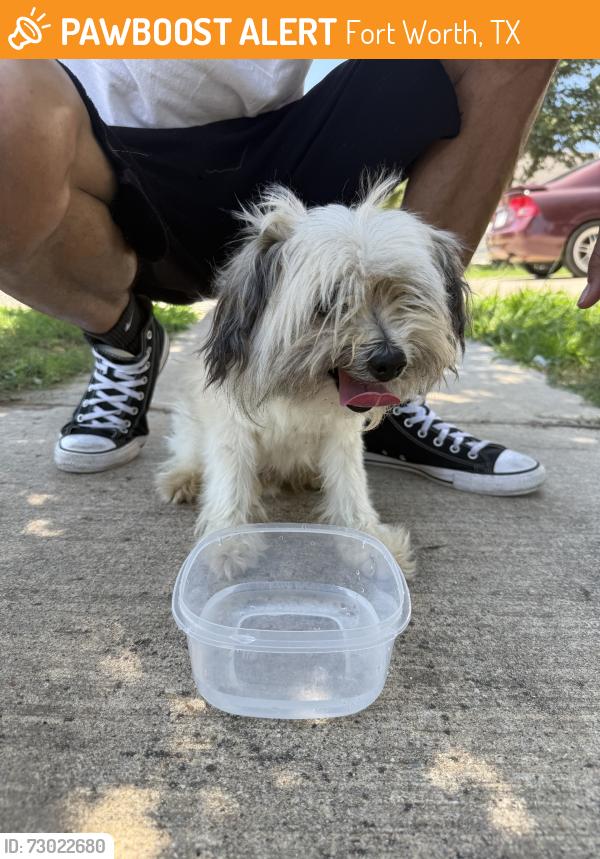 Found/Stray Unknown Dog last seen mcpherson, Fort Worth, TX 76140