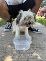 Found/Stray Unknown Dog last seen mcpherson, Fort Worth, TX 76140