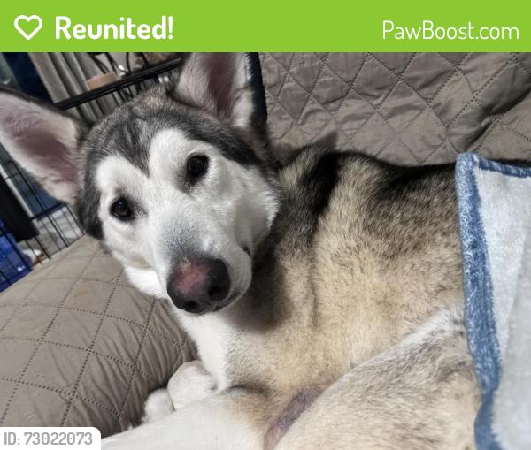 Reunited Male Dog last seen Paetzold and mc sherry, Palm Beach County, FL 33461