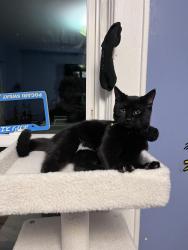 Lost Female Cat last seen Longfellow and seaman, near baldwin highschool, Baldwin, NY 11510