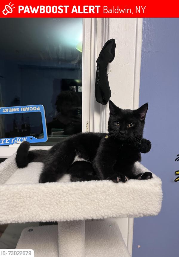 Lost Female Cat last seen Longfellow and seaman, near baldwin highschool, Baldwin, NY 11510