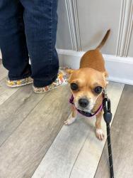 Reunited Female Dog last seen intersection of Academy Drive and Reynolds Drive, Auburn, AL 36830