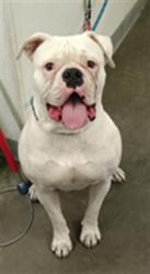 Shelter Stray Female Dog last seen , 1850 W 60th St, Los Angeles, CA 90047, USA