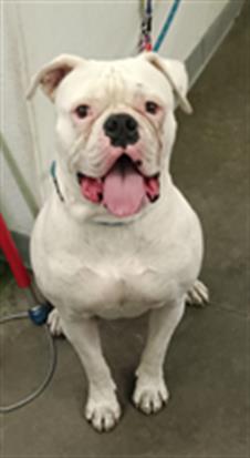 Shelter Stray Female Dog last seen , 1850 W 60th St, Los Angeles, CA 90047, USA