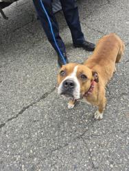 Shelter Stray Female Dog last seen Near BLOCK BELVIDERE ST, DETROIT, MI 48213, 7401 Chrysler Dr, Detroit, MI 48211, USA