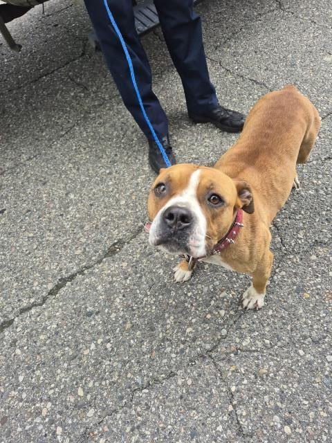 Shelter Stray Female Dog last seen Near BLOCK BELVIDERE ST, DETROIT, MI 48213, 7401 Chrysler Dr, Detroit, MI 48211, USA