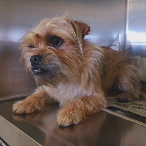 Shelter Stray Male Dog last seen , 1850 W 60th St, Los Angeles, CA 90047, USA