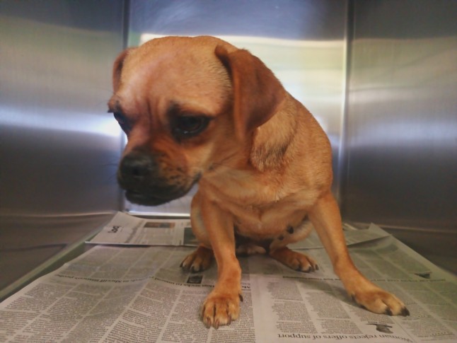 Shelter Stray Female Dog last seen , 1850 W 60th St, Los Angeles, CA 90047, USA