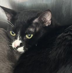 Shelter Stray Male Cat last seen , 957 N Gaffey St, San Pedro, CA 90731, USA
