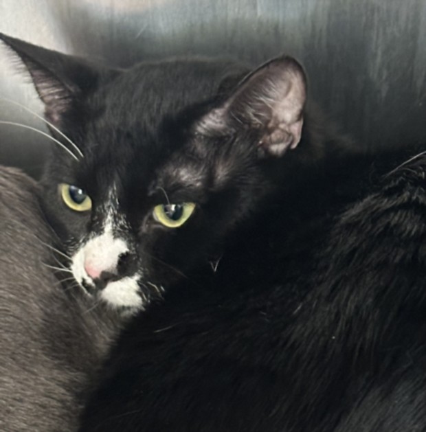 Shelter Stray Male Cat last seen , 957 N Gaffey St, San Pedro, CA 90731, USA
